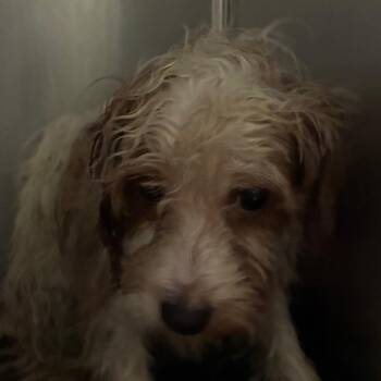 Almond -  Mixed Breed Dog for Adoption in Philadelphia, Pennsylvania - Almond | PetCurious