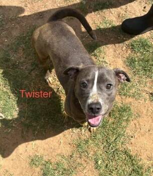 Pit Bull Terrier Dogs Available for Adoption in Zimmerman, Minnesota - Twister | PetCurious