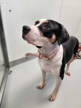 Rescue Terrier Dogs for Adoption in New Kensington, Pennsylvania - Rose | PetCurious