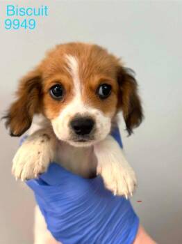 Beagle Dogs Available for Adoption in New York, New York - Biscuit (AL) | PetCurious