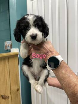 Sage -  Mixed Breed Dog for Adoption in Chattanooga, Tennessee - Sage | PetCurious
