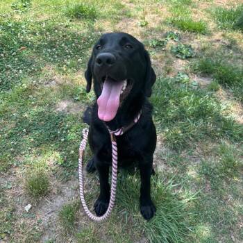 Chance -  Labrador Retriever and Mixed Breed Dog for Adoption in Chesapeake, Virginia - Chance | PetCurious