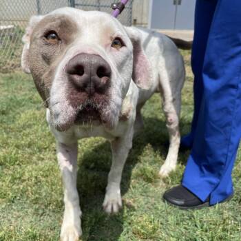 English Bulldog Dogs Available for Adoption in Greenville, South Carolina - Taquito | PetCurious