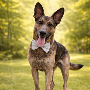 German Shepherd Dog Dogs Available for Adoption in Lucas, Texas - CHUCKY GS | PetCurious
