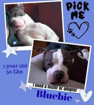 American Staffordshire Terrier Dogs Available for Adoption - BLUEBIE | PetCurious