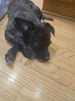 Rescue Cairn Terrier Dogs for Adoption in Northlake, Illinois - Adriana | PetCurious