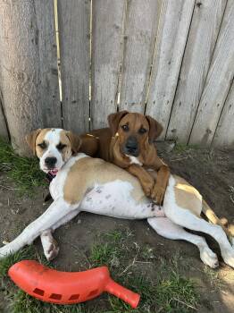 Ms cattle girl -  Cattle Dog Dog for Adoption in Manhattan Beach, California - Ms Cattle Girl | PetCurious