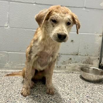 Star-Lord -  Chow Chow and Rottweiler Dog for Adoption in Livingston, Texas - Star-Lord | PetCurious