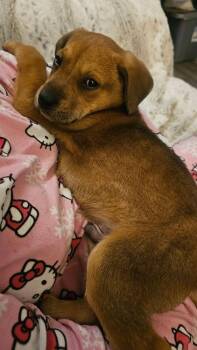 Australian Cattle Dog Blue Heeler and Labrador Retriever Dogs Available for Adoption - Nemo | PetCurious