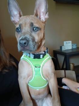 Evie Jo -  Shepherd Dog Available for Adoption in Grand Haven, Michigan - Evie Jo | PetCurious