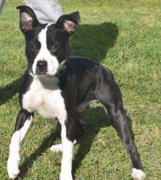 Mixed Breed Dogs Available for Adoption in Kingsland, Georgia - Spaghetti | PetCurious