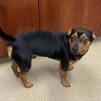 Colton -  Mixed Breed Dog for Adoption in Columbus, Georgia - Colton | PetCurious
