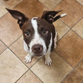 FWT Ike -  Pit Bull Terrier Dog for Adoption in Midland, Texas - FWT Ike | PetCurious
