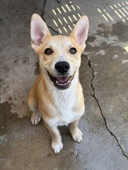 Brio -  Shepherd and Husky Dog for Adoption in San Diego, California - Brio | PetCurious