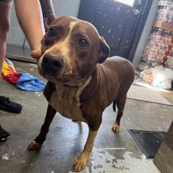 Pit Bull Terrier and Mixed Breed Dogs Available for Adoption - Rosabarks | PetCurious