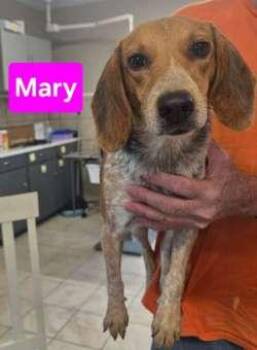 Mary -  Beagle Dog for Adoption in Sudbury, Massachusetts - Mary | PetCurious