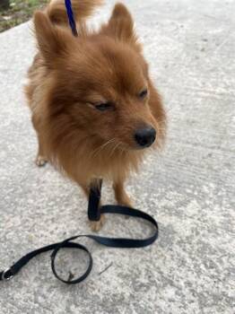 Pomeranian Dogs Available for Adoption in Doral, Florida - KRATOS | PetCurious