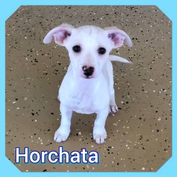 Rescue Chihuahua Dogs for Adoption in Tucson, Arizona - Horchata | PetCurious