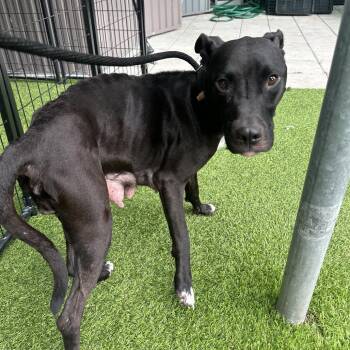 Momma Zara -  American Staffordshire Terrier and Staffordshire Bull Terrier Dog for Adoption in Tampa, Florida - Momma Zara | PetCurious