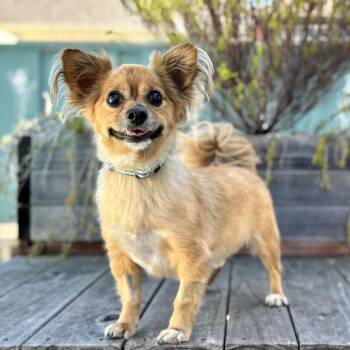 Benny Bear -  Chihuahua Dog for Adoption in Pacific Grove, California - Benny Bear | PetCurious