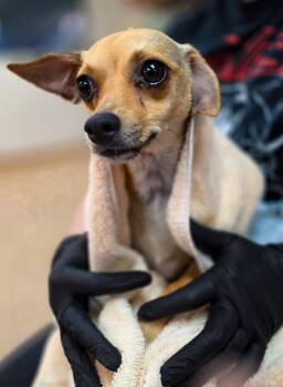 Chihuahua Dogs Available for Adoption in Sterling Heights, Michigan - Pita | PetCurious