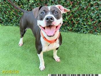 BINKI -  Mixed Breed Dog for Adoption in West Palm Beach, Florida - BINKI | PetCurious