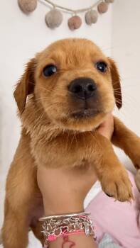 Rose -  Mixed Breed Dog for Adoption in Gainesville, Virginia - Rose | PetCurious