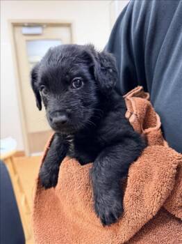 Rescue Great Pyrenees and Mixed Breed Dogs for Adoption in Sacramento, California - JOAN LAMBERT | PetCurious