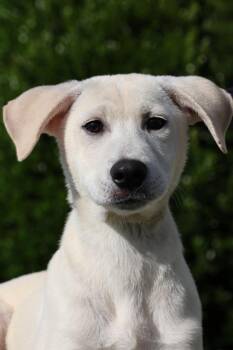 Justin -  Mixed Breed Dog for Adoption in Columbia, Tennessee - Justin | PetCurious