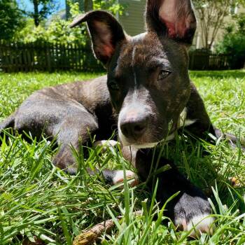 Mixed Breed Dogs Available for Adoption in Richmond, Virginia - Stevie  | PetCurious