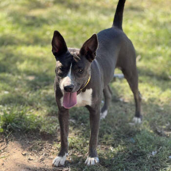 Rescue Pit Bull Terrier Dogs for Adoption in Anahuac, Texas - Pebbles | PetCurious