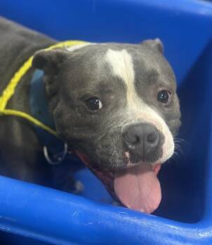 Rescue American Bulldog and Mixed Breed Dogs for Adoption in Dallas, Texas - CHUNK | PetCurious