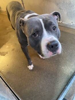 Rescue Mixed Breed Dogs for Adoption in Cincinnati, Ohio - Hocus | PetCurious