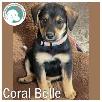 Beagle Dogs Available for Adoption in Beach Park, Illinois - Coral Belle | PetCurious
