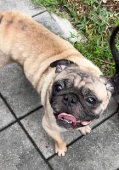 Squid -  Pug Dog for Adoption in Wekiwa Springs, Florida - Squid | PetCurious