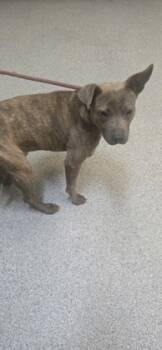 Rescue Mixed Breed Dogs for Adoption in Reidsville, North Carolina - Bently | PetCurious