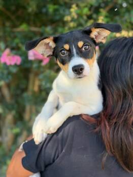 Saline -  Rat Terrier and Labrador Retriever Dog for Adoption in South Saint Paul, Minnesota - Saline | PetCurious