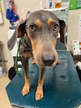 Sophie -  Plott Hound Dog for Adoption in Mobile, Alabama - Sophie | PetCurious