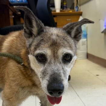 Rescue Shepherd Dogs for Adoption in Jacksonville, Arkansas - Barbara | PetCurious