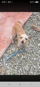 Kiwi -  Chihuahua Dog for Adoption in Miami, Florida - Kiwi | PetCurious