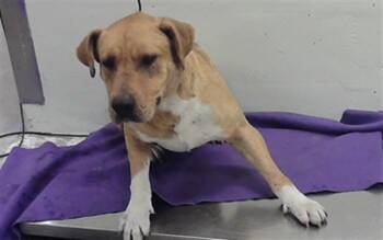 Staffordshire Bull Terrier and Mixed Breed Dogs Available for Adoption - A2057718 | PetCurious