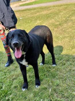 Waldrep -  Labrador Retriever Dog for Adoption in Princeton, Massachusetts - Waldrep | PetCurious