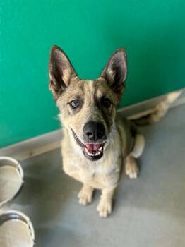 A255448 -  German Shepherd Dog and Mixed Breed Dog for Adoption in Visalia, California - A255448 | PetCurious