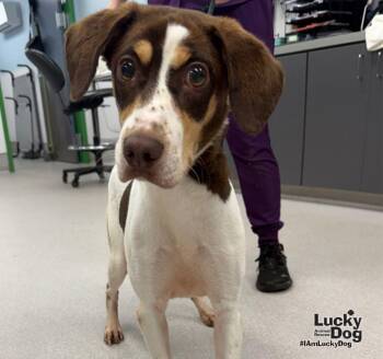 CoCo Chanel -  English Springer Spaniel and Beagle Dog for Adoption in Washington, District Of Columbia - CoCo Chanel | PetCurious
