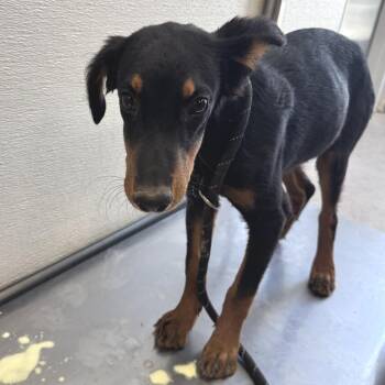 Adira -  Mixed Breed Dog for Adoption in Las Cruces, New Mexico - Adira | PetCurious