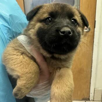 Mixed Breed Dogs Available for Adoption - Bellini | PetCurious