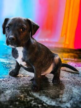 Rescue Miniature Schnauzer and Staffordshire Bull Terrier Dogs for Adoption in Phenix City, Alabama - Lila | PetCurious