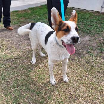 Radar -  Australian Cattle Dog Blue Heeler and Mixed Breed Dog for Adoption in Wadena, Minnesota - Radar | PetCurious