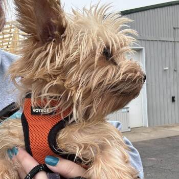 Yorkshire Terrier Dogs Available for Adoption - Zera D10693 | PetCurious