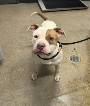 Rescue Pit Bull Terrier Dogs for Adoption in Cleveland, Ohio - Buck | PetCurious